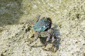 Crab on the ocean