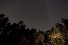 Tops of trees against the starry sky