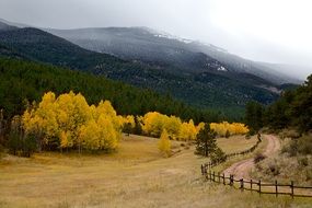 yellow trees in mountains