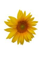 sunflower like a yellow flower