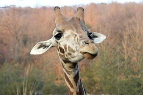 giraffe face close up