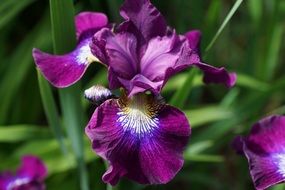 violent iris blossom macro photo