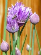 purple chive blooming close-up