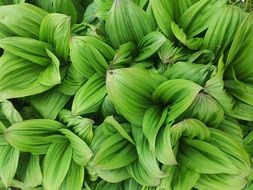 healthy green leaf natural
