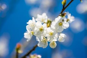 white cherry spring flower beautiful