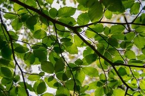 green leaves of a young tree in summer