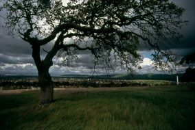 tree oak riparian