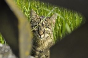 curious young domestic cat