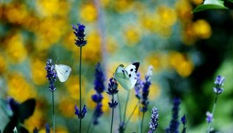 butterfly sits on purple flowers