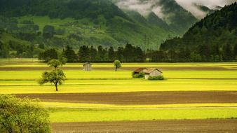 arable fields against the green mountains in Switzerland