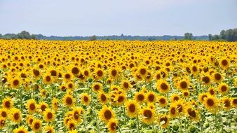 yellow field of sunflowers