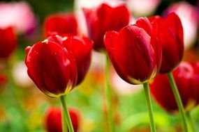 red tulips in the greenhouse