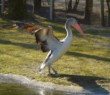 winged pelican on green grass