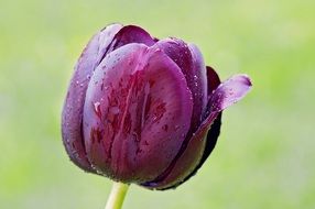 violet tulip flower with dew drops, macro