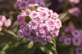 pink carnation in the garden