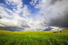 yellow and green fields under cumulus clouds