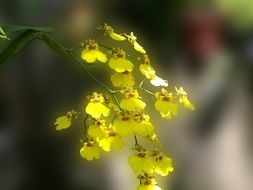 small yellow garden orchid close up