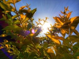 Sunlight on the foliage of the tree