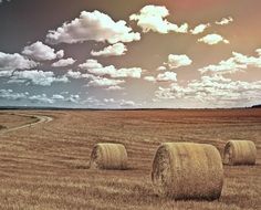 Straw bales on the yellow field