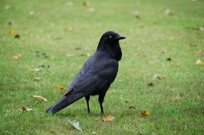black crow on an autumn lawn