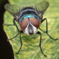 big fly is sitting on a leaf, madagascar