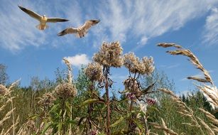 Beautiful birds flying over a wild meadow with colorful flowers at blue sky with white clouds background in Austria