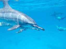 wild dolphins in the ocean