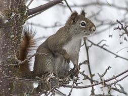 cute squirrel on a branch in the wild