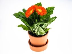 Clipart of potted gerbera flower