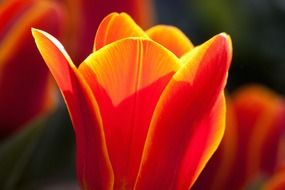 orange tulip in sun rays