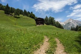 Green meadow near the forest in the summer