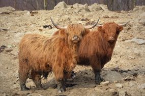 Hairy animals in nature