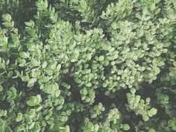 top view of green shrubs