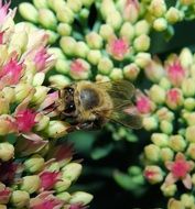 busy bee pollinating garden flowers