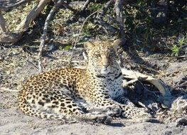 leopard lying on ground, botswana