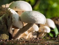 white mushrooms with raindrops in the sun