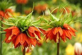 spring orange flowers