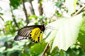 closeup photo of wonderful butterfly on leaf