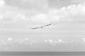 bird seagull black and white photo