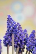 garden plant grape hyacinth blossom