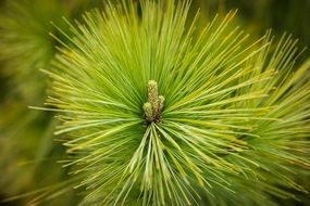 Pine branch with needles close up