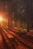 beautiful autumn forest in the sun