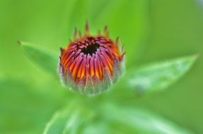 flower blossom macro shoot