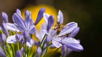 bee on a purple flower