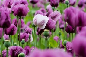 purple poppies field