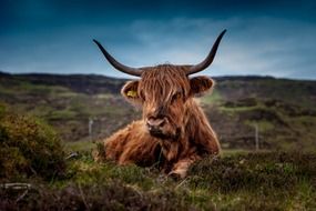 portrait of scottish beef among a picturesque landscape