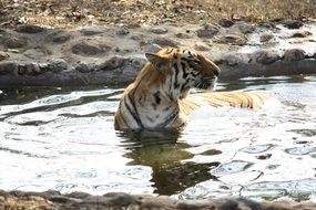 tiger swimming