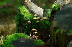 beautiful and delightful mushrooms