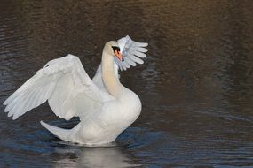 white swan on water after spring awakening