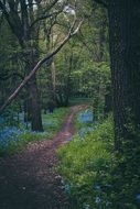 path in a floral forest